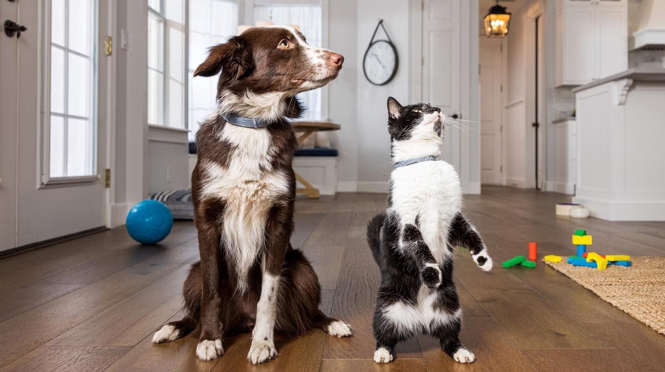 Collare Antiparassitario Seresto per Cani e Gatti